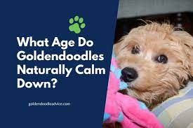 My goal for him was to be still and then be calm when i some will lose their cool when playing, as puppies do, or it can happen when guests come to the house. What Age Do Goldendoodles Naturally Calm Down