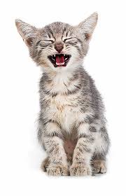 In most cases, panting in a cat is a sign of an underlying health concern that requires attention. 10 Signs Your Cat Is Stressed Lifestyles Theoaklandpress Com