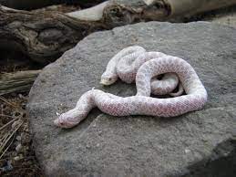 Pin By Erin Gilstrap On So I Want A Snake Hognose Snake Western Hognose Snake Reptiles Pet