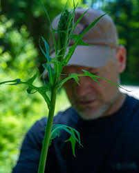 Les Stroud