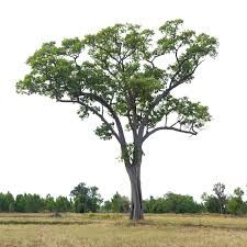 Image result for Dipterocarpaceae