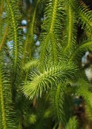 Image result for Huperzia mildbraedii