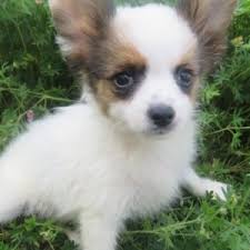 Find only guaranteed quality, healthy puppies. Jess Papillon Puppy 603581 Puppyspot