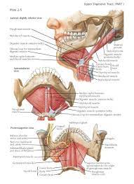 Floor Of Mouth The Term Floor Of The Mouth Is Used Differently By Different Authors But In All Cases It Is App In 2021 Medical Anatomy Anatomy Images Dental Anatomy