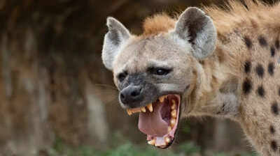 4 hyena species that survived extinction's toughest challenges - Times of India