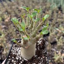 Image result for Adenia kirkii
