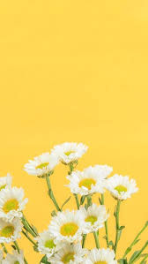 Hintergrundbilder gelbe blumen full hd 1920x1080, desktop hintergrund hd 1080p. Pin Von Janineeder Auf Kviti Blumen Wallpaper Ganseblumchen Tapete Hubsche Tapeten