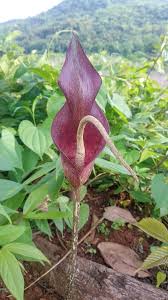 Image result for Gonatopus