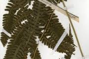 Image result for Pteris atrovirens