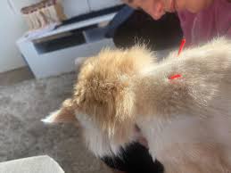 Profile for Dr Jennie's Pet Therapy