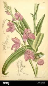 Image result for Disa eminii