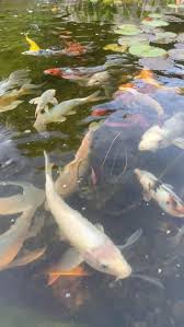 Do You Know How Do Fish Mate Fish Education A Must Watch Koi Fish Fish Pond Koi