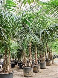 Image result for Howea forsteriana