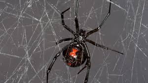 Rubidium, could cause you to stop breathing as your airways constrict. Black Widow Spider Web Gives Up Dna Secrets Bbc News
