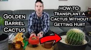 Even small damage to the roots does not harm this plant. Transplanting A Cactus Without Getting Hurt Golden Barrel Cactus Echinocactus Grusonii Youtube