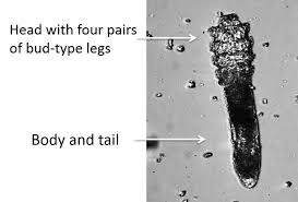 Image result for Demodex brevis