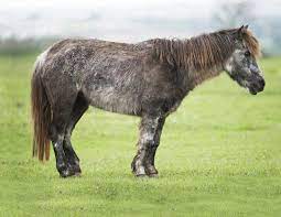 Understanding Equine Cushing S Disease Horse Journals