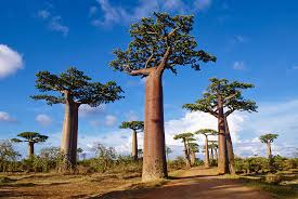 Image result for Bobgunnia madagascariensis