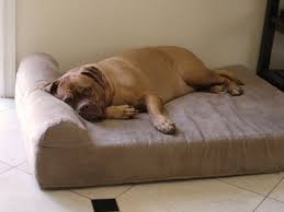 Before buying a dog bed, it's a good idea to observe their sleeping habits. 5 Best Dog Beds For Senior Arthritic Dogs