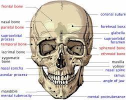 In addition, the bones of the skull and face are counted as separate bones, despite being fused individuals may have more or fewer bones than the average (even accounting for developmental amputations or other injuries may result in the loss of bones. Major External Features Of The Human Cranium And Major Skull Bones Names In Black Are Facial Bones Red Are Cranial B Anatomy Bones Skin Anatomy Skull Anatomy