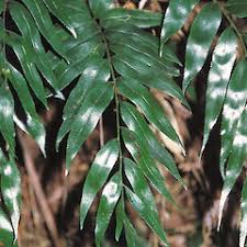 Image result for Asplenium uhligii