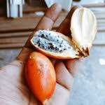 Image result for Aframomum alboviolaceum