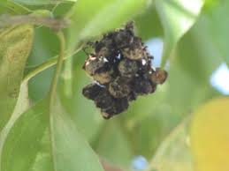 Image result for Volkameria glabra