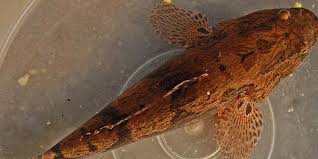 Pada artikel kali ini jurnal manajemen akan membahas secara lengkap mengenai jenis ikan louhan. 23 Jenis Ikan Air Tawar Yang Populer Dikonsumsi Dipelihara Pintarpet