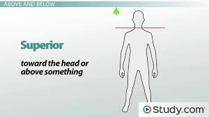 This page is about blank anatomical diagrams human body,contains beautiful fill in the blank anatomy. Anatomical Directional Terminology Anterior Posterior And More Video Lesson Transcript Study Com