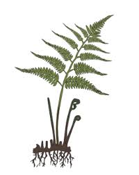 シダ植物