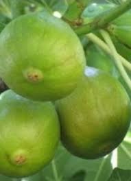 Risultati immagini per fico brogiotto