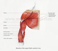 22 unlabeled torso model muscles. Exercise Fitforcarnival