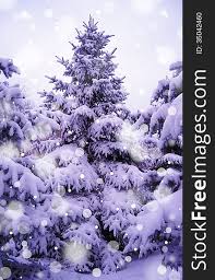 Don't get your tinsel in a tangle! Christmas Trees Under Beautiful Snow Cover Free Stock Images Photos 35042460 Stockfreeimages Com