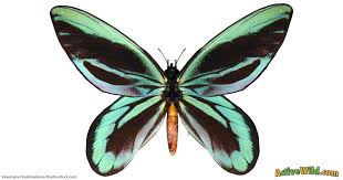 Queen Alexandra S Birdwing Butterfly Facts For Kids Adults Pictures Information Video Queen Alexandra Butterfly Facts Butterfly