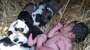 Bebé abandonada en el bosque fue cuidada por una perra junto a sus  cachorros - El Comercio