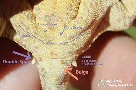 Resep semur jengkol&tahu oseng genjer подробнее. Pore Sexing Male Crested Geckos