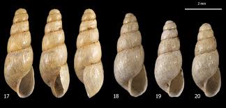 Image result for Alinula sp.