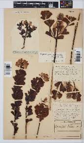 Image result for Hypericophyllum elatum