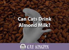Can Cats Drink Almond Milk Cat Kingpin
