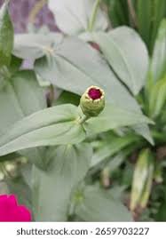 Image result for Spermacoce deserti