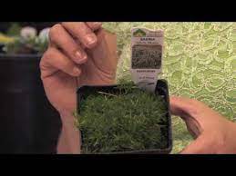Irish moss is a natural source of various nutrients and polysaccharides, useful as a thickening agent. Flower Gardening Tips How To Grow Irish Or Scotch Moss Sagina Subulata Youtube