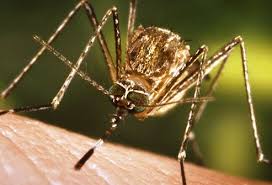 Bug Bites That Look Like Mosquito Bites But Aren T Bug Bites Pictures Slideshow Identifying Bugs And Bug Bites Bug Bites Identify Bugs Bad Bugs