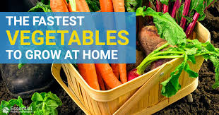 These fast growing trees would look amazing in your yard! 15 Of The Fastest Growing Vegetables To Grow At Home