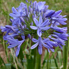 Image result for Agapanthus codii