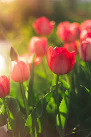 Tulip Wallpapers For Iphone Tulips Images Flower Images Hd Flower Images