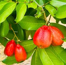 Image result for Blighia