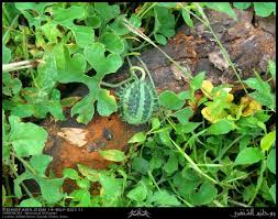 Image result for Cucumis prophetarum