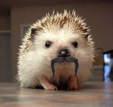 This Mustache Is For The Ladies Cute Animals Hedgehog Pet Cute Hedgehog