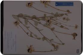 Image result for Barleria mackenii