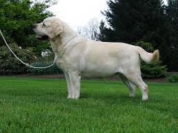 Elit Yavru Labrador Retrieverirkinin Ozellikleri Bakimi Beslenmesi Ve Egitimi Http Www Elityavru Com Kopek Irk Retriever Labrador Retriever Kopek Egitimi